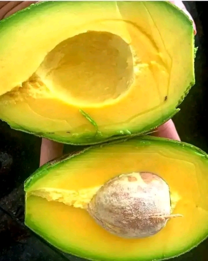 The Amazing Medicinal Power of Avocado Kernel 